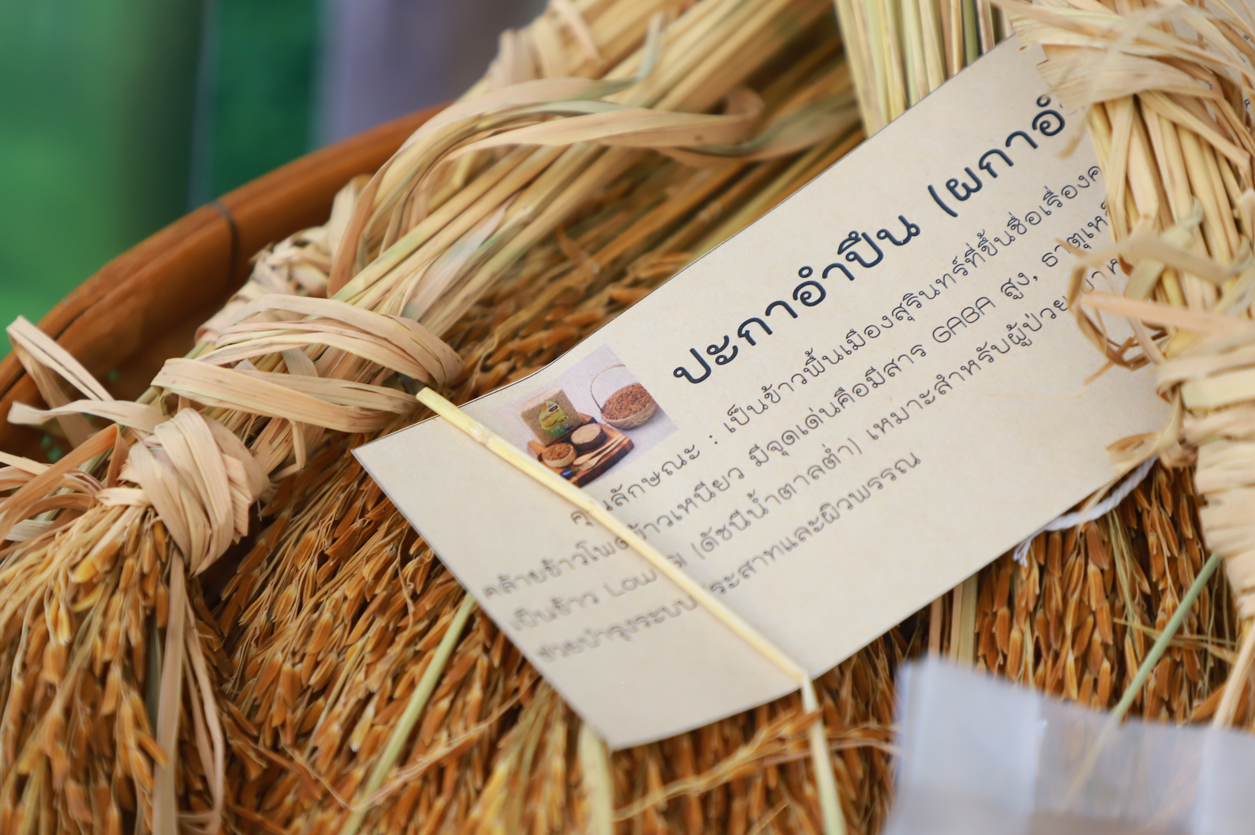 title - รองเลขาฯ ส.ป.ก. ร่วมงานมหกรรม “จากพันธุกรรม สู่ความยั่งยืน” รวมพลังอนุรักษ์ทรัพยากรไทย สร้างความมั่นคงทางอาหารอย่างยั่งยืน และการพึ่งพาตนเองในยามวิกฤต